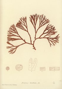 British Sea-Weed